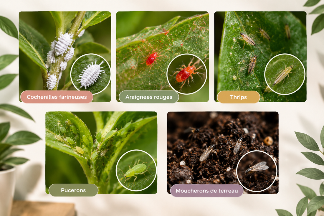 Nuisibles sur les plantes : comment les repérer et les éliminer