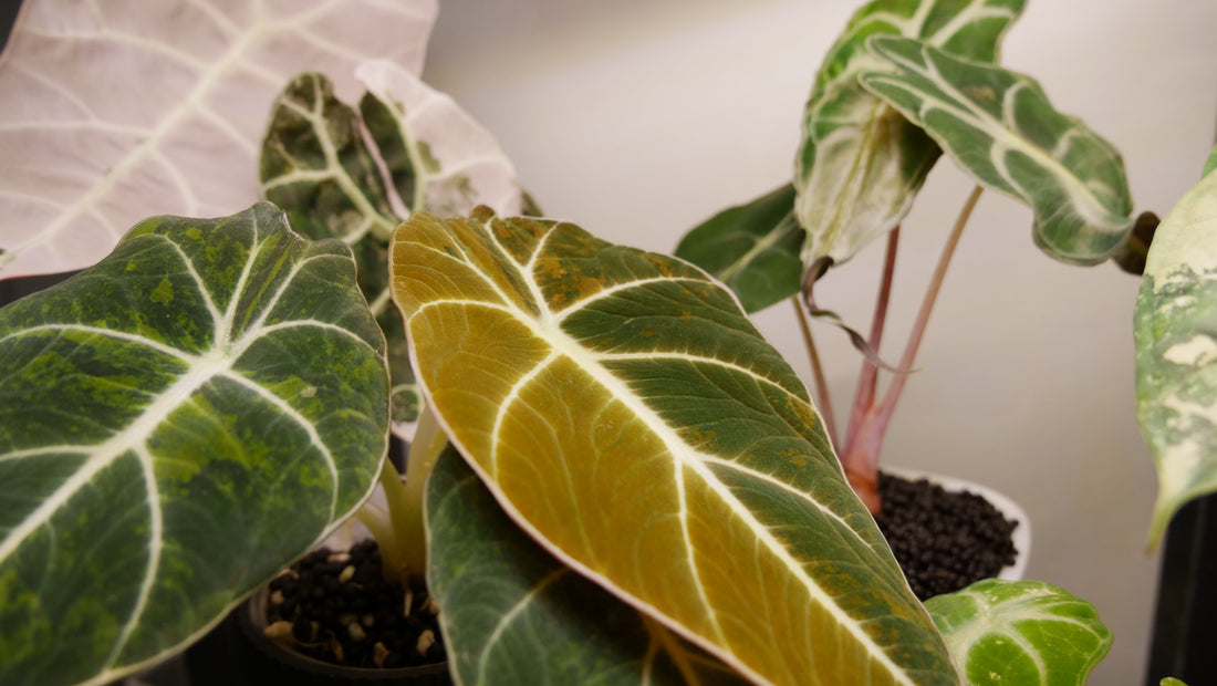 Entretien des Alocasias