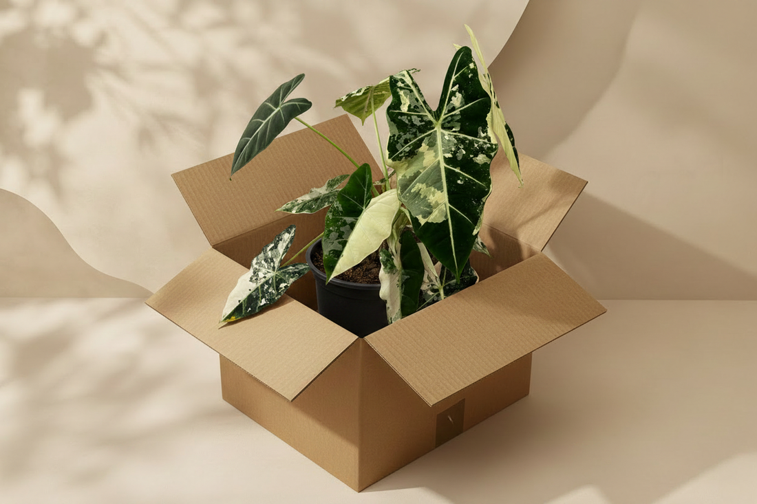 Bien accueillir sa plante : le guide à la réception