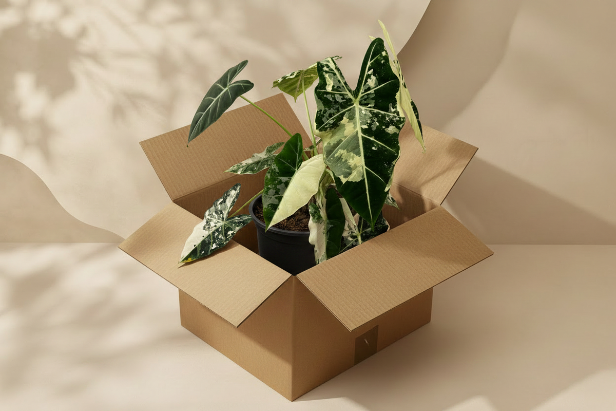 Bien accueillir sa plante : le guide à la réception