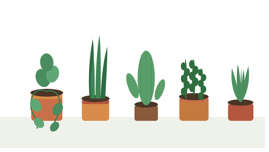 5 plantes faciles d'entretien pour débuter