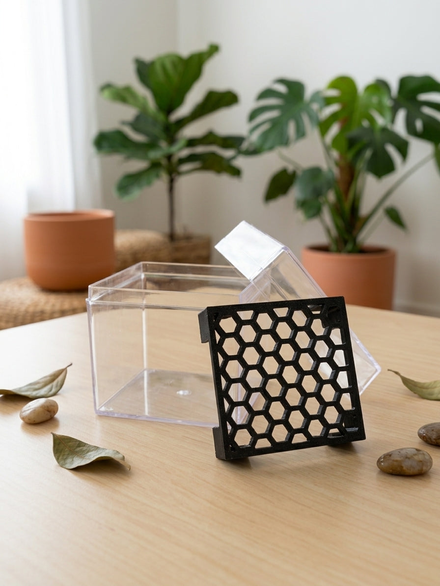 Cocons de germination pour bulbes d'Alocasia x5