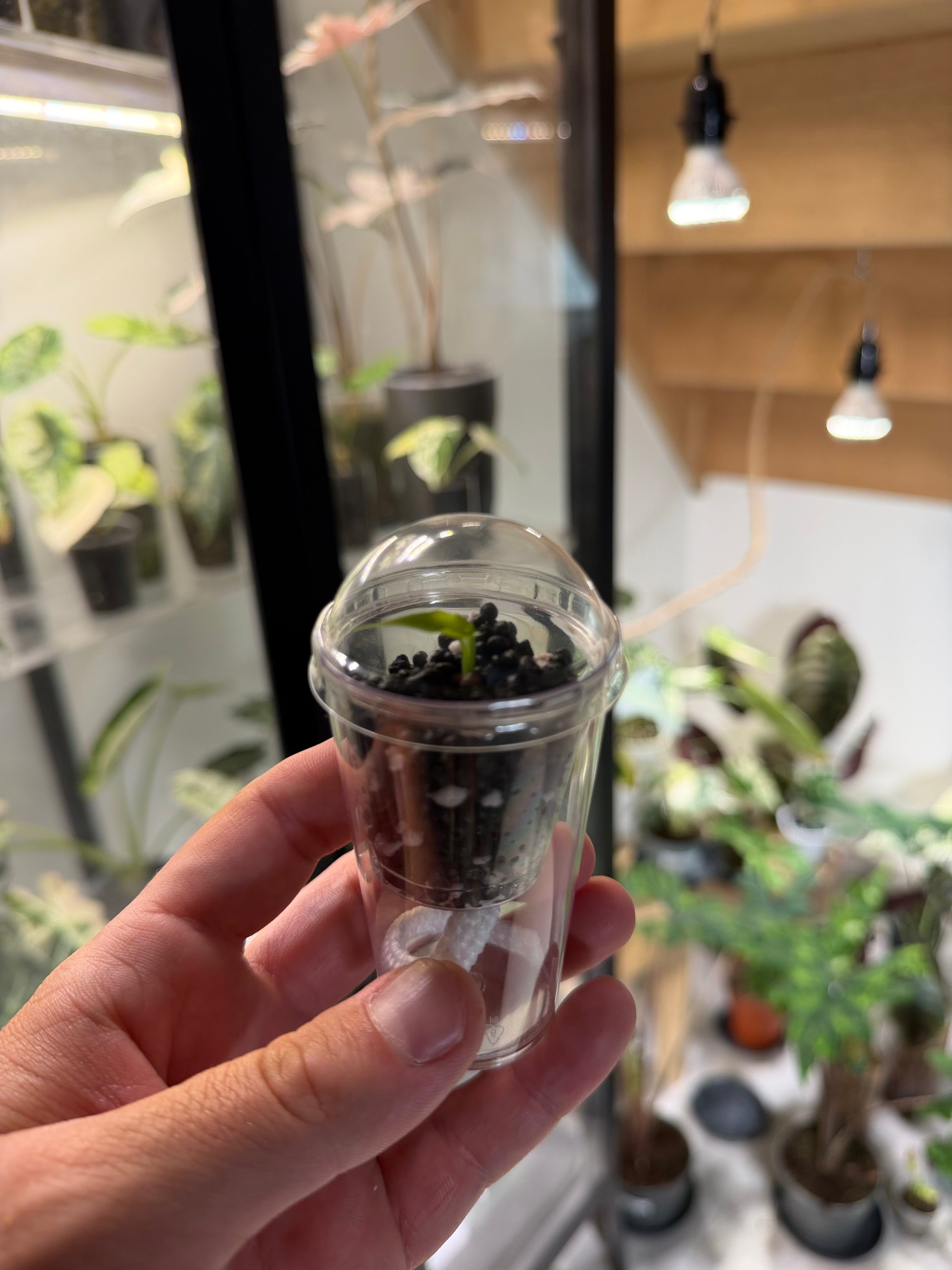 Pot semi-hydro pour alocasias à réserve d’eau