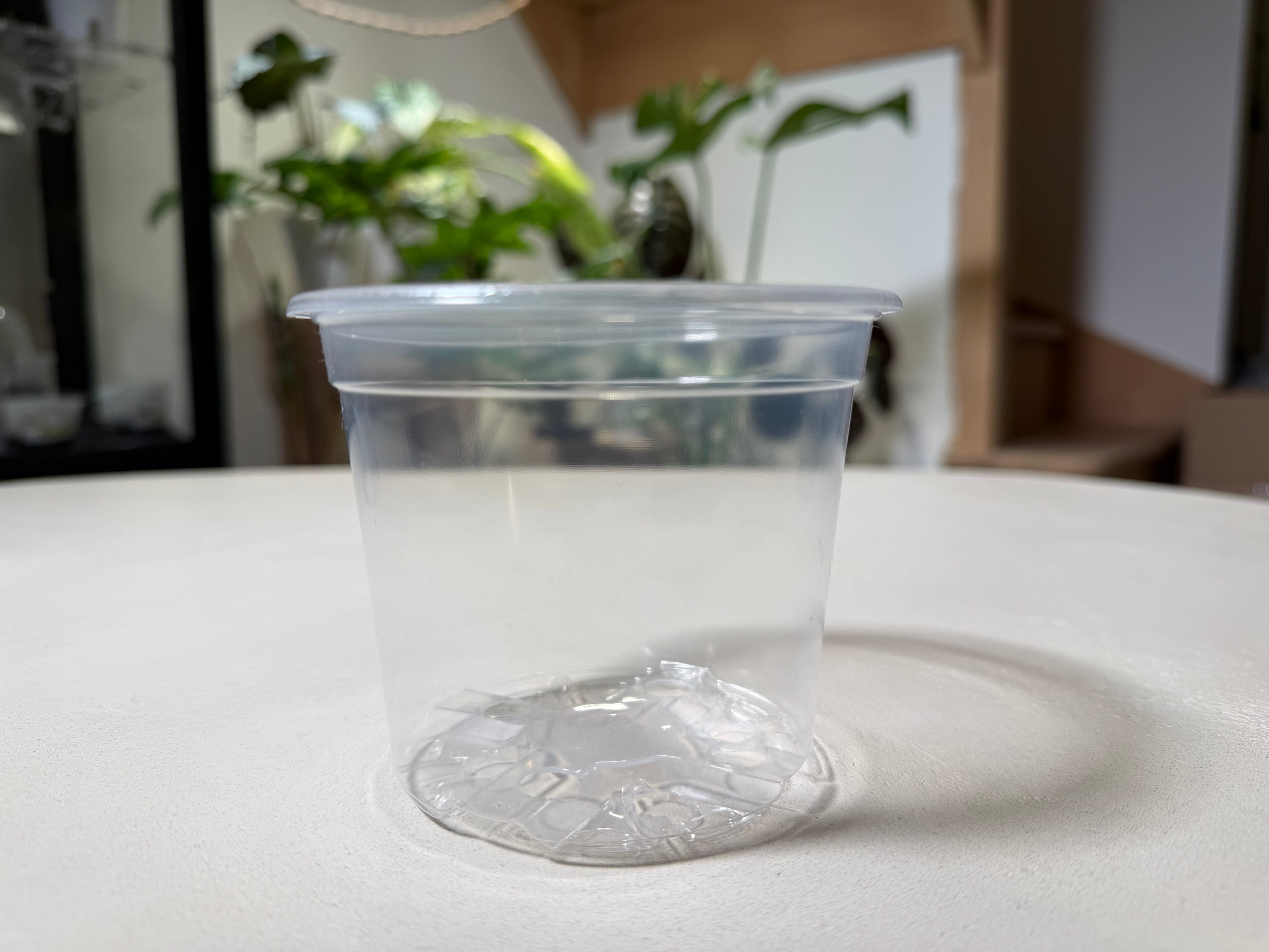 Pots de culture transparents + soucoupe