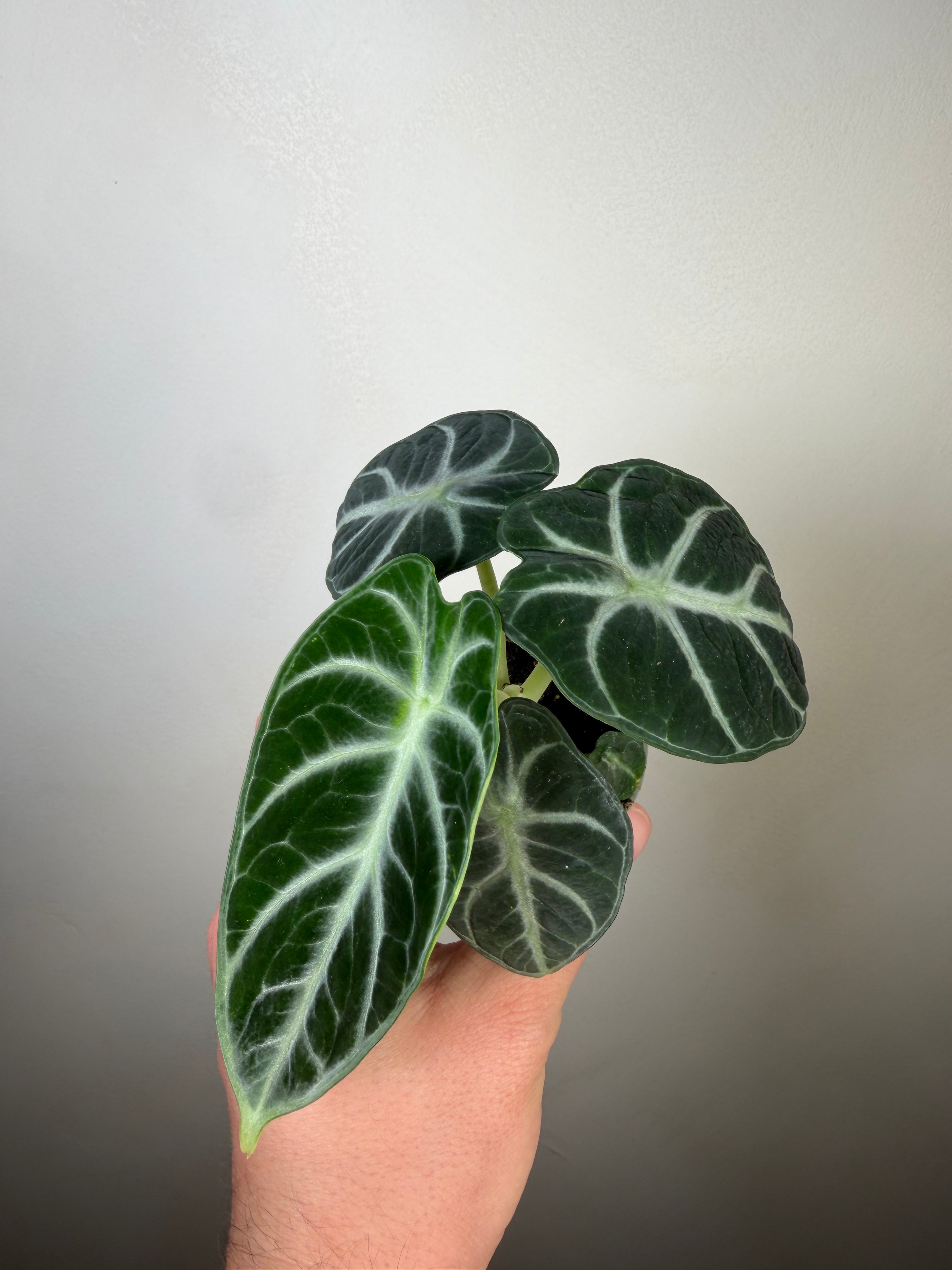 Alocasia Ninja 1