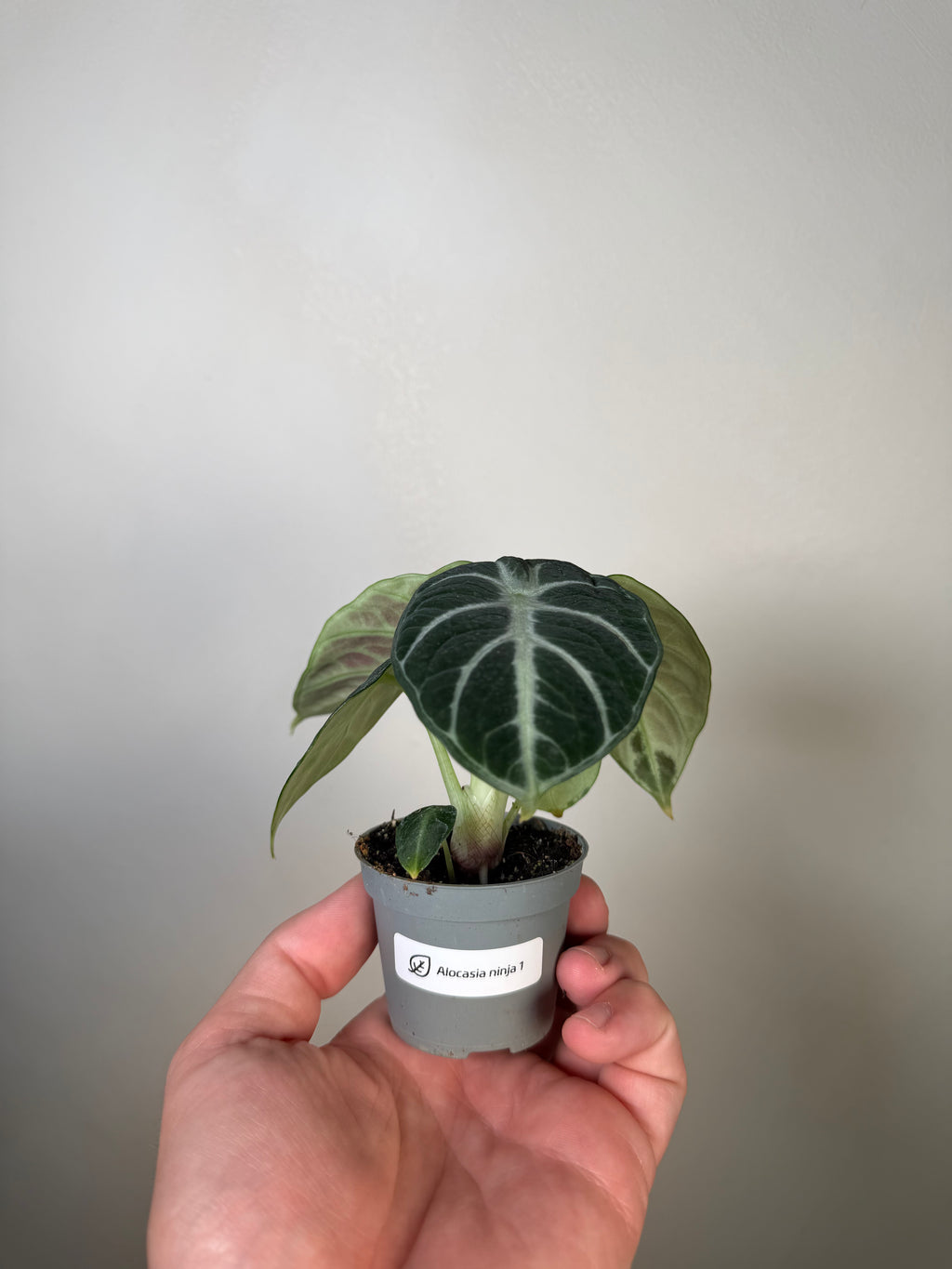 Alocasia Ninja 1