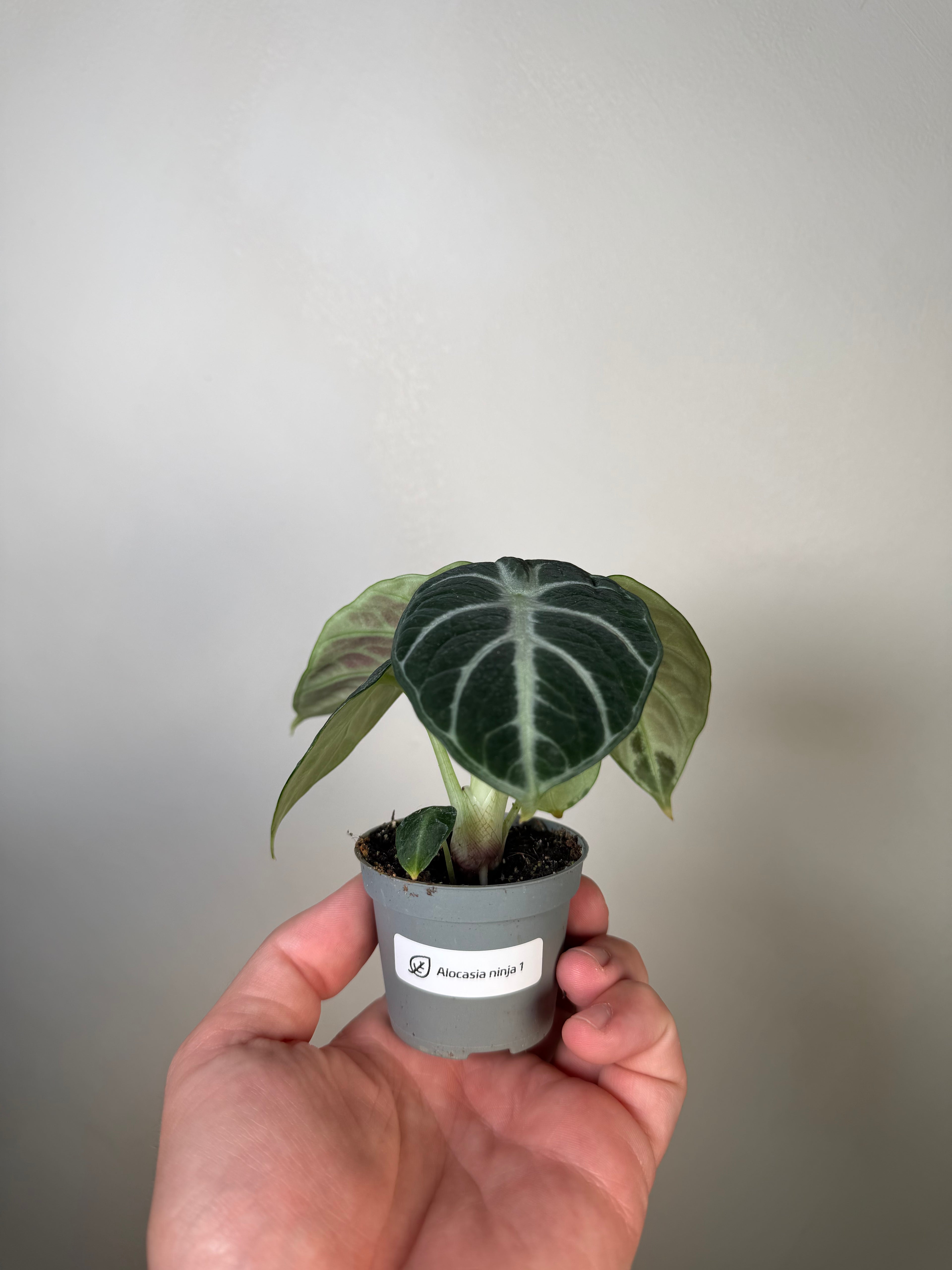 Alocasia Ninja 1