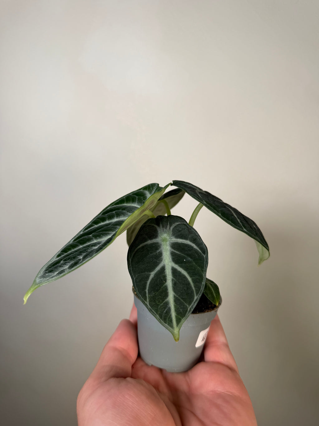 Alocasia Ninja 1