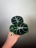 Alocasia Ninja 2