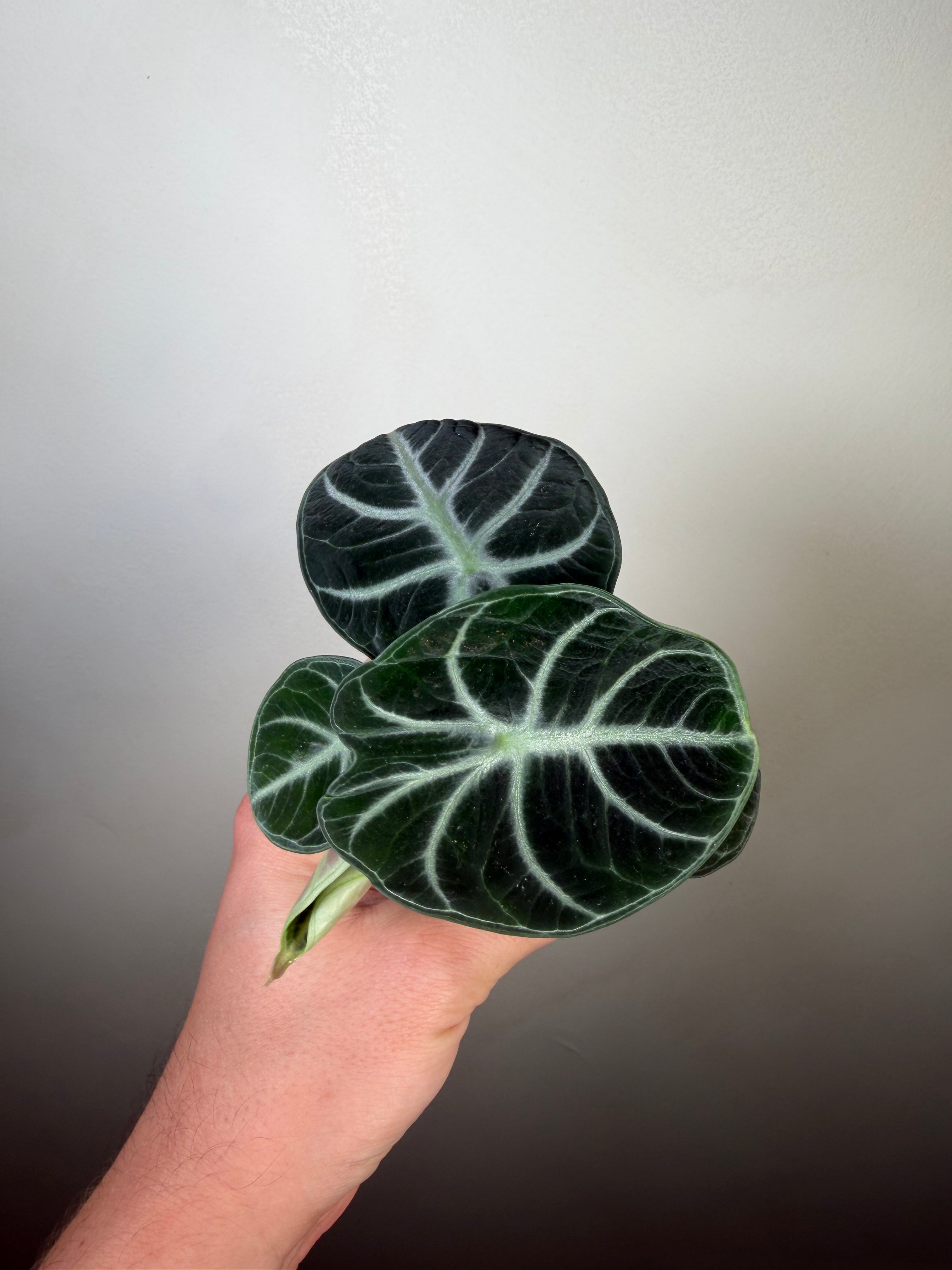Alocasia Ninja 2