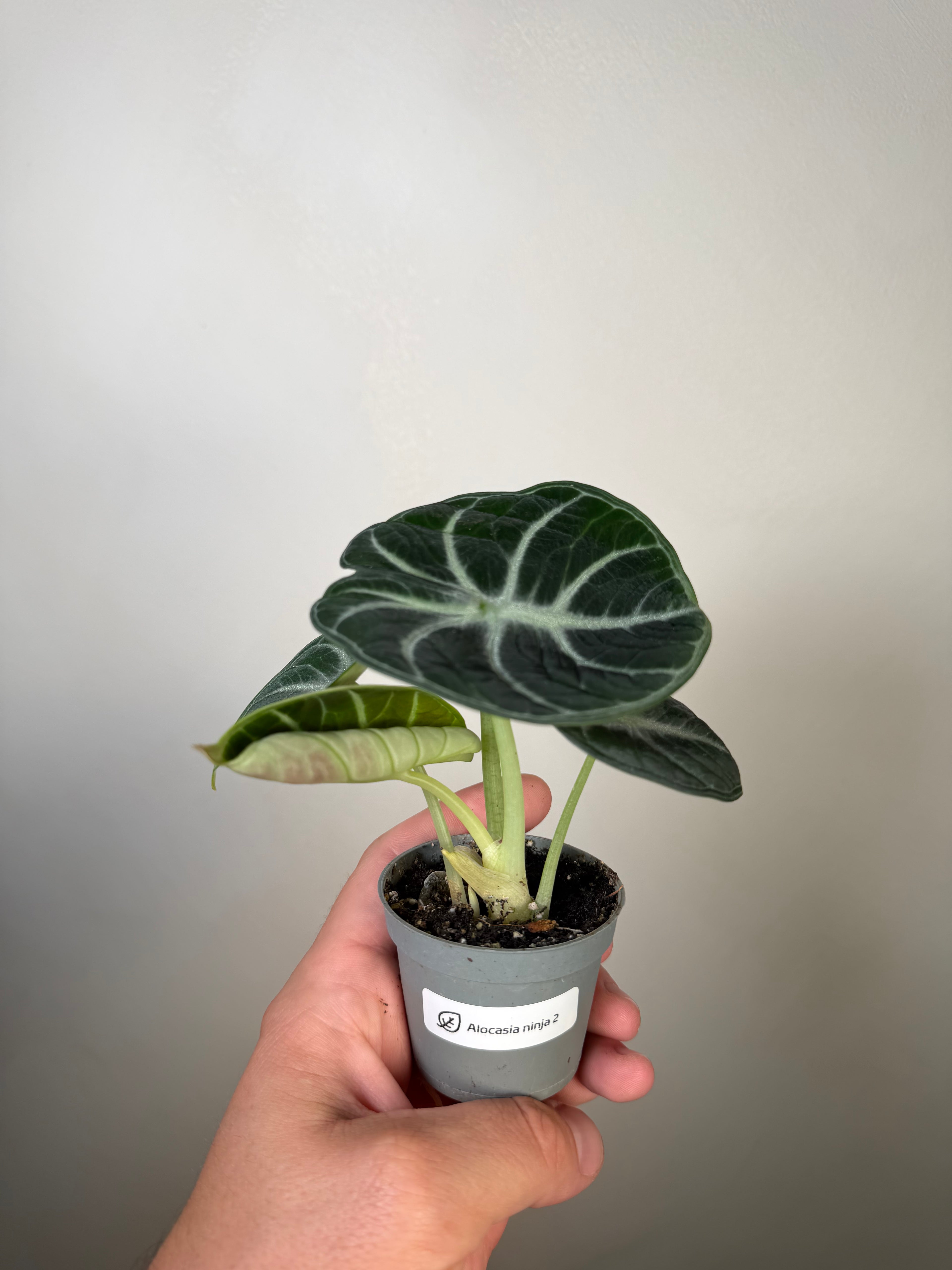 Alocasia Ninja 2