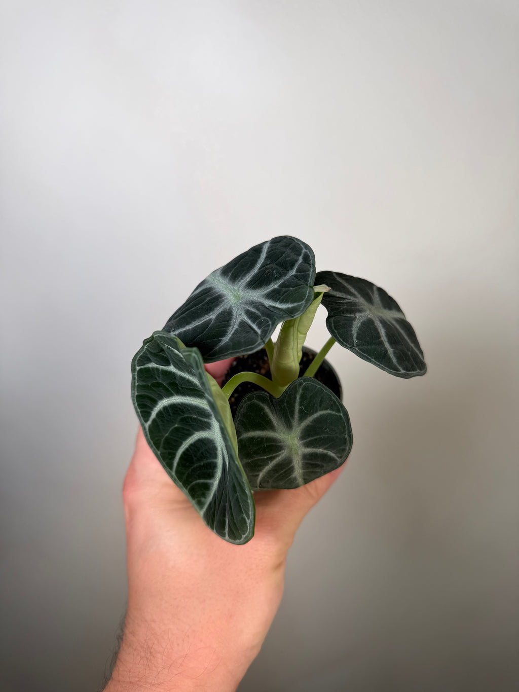 Alocasia Ninja 3