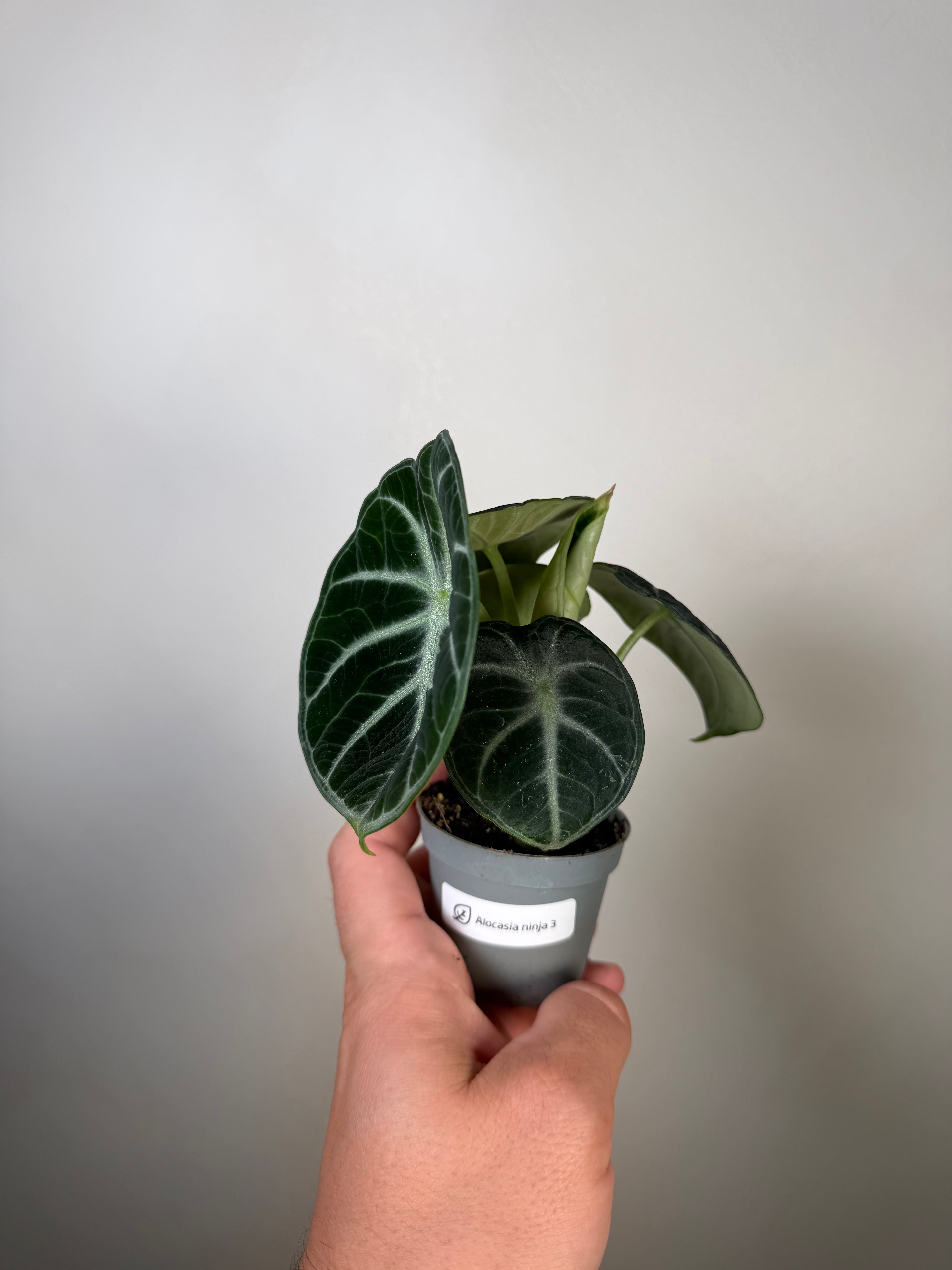 Alocasia Ninja 3
