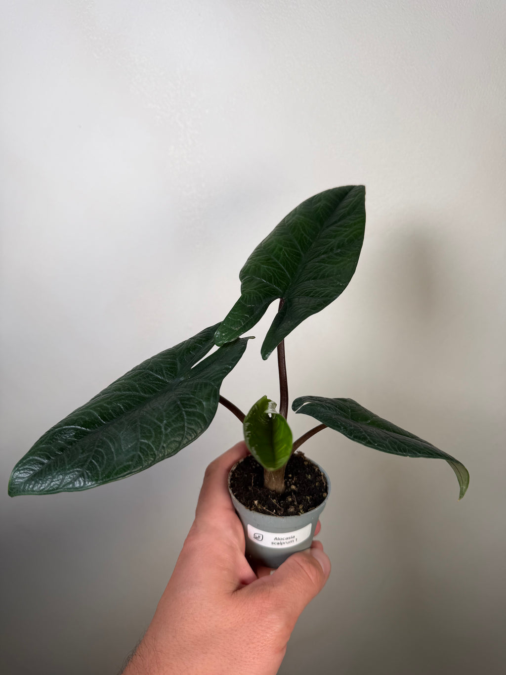 Alocasia Sclaprum 1