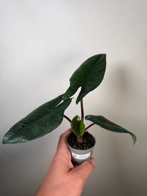 Alocasia Sclaprum 1