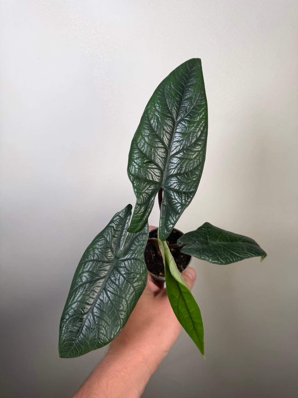 Alocasia Sclaprum 1
