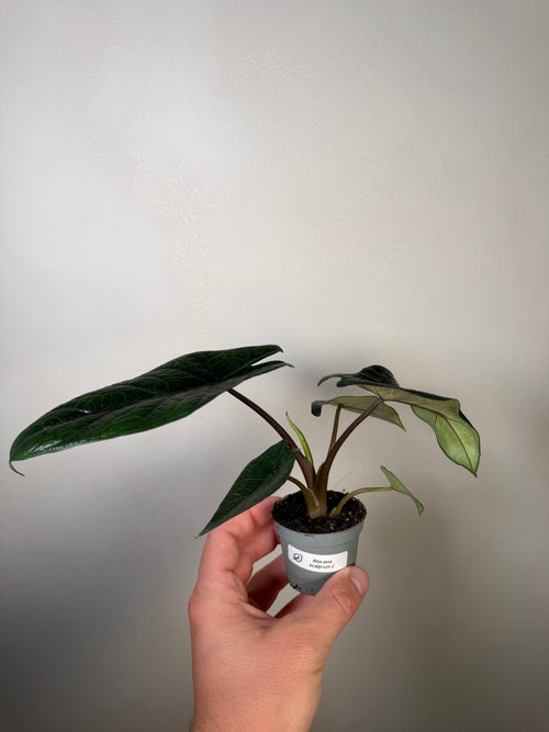 Alocasia Scalprum 2