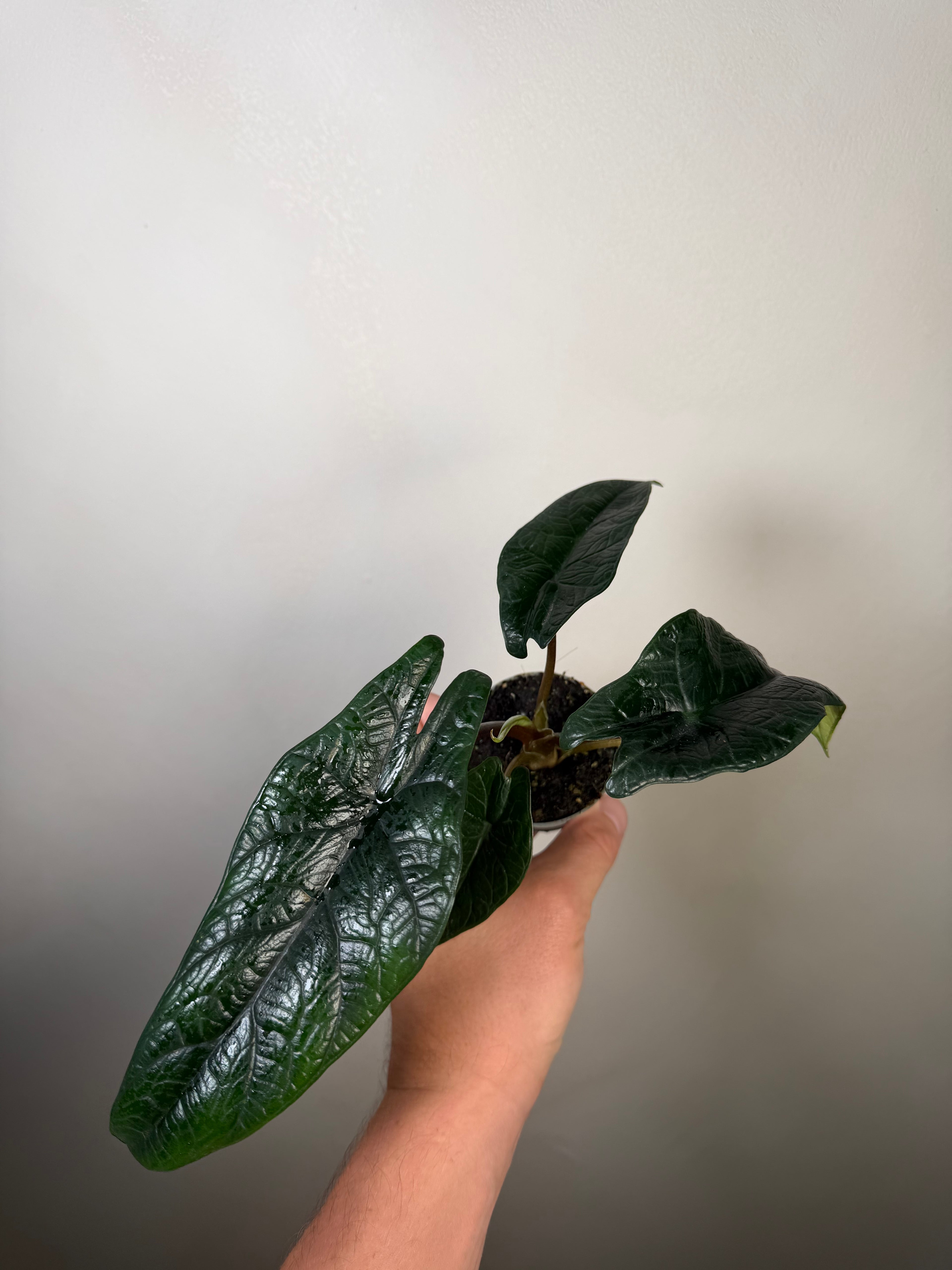 Alocasia Scalprum 2