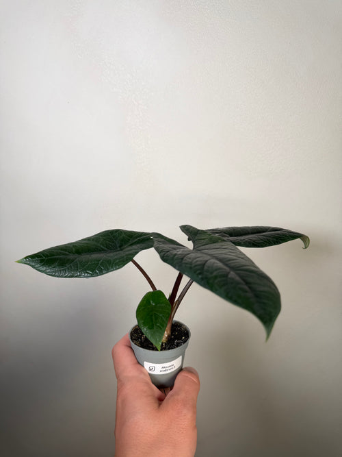 Alocasia Scalprum 3