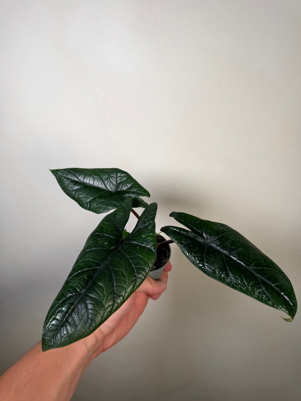 Alocasia Scalprum 3