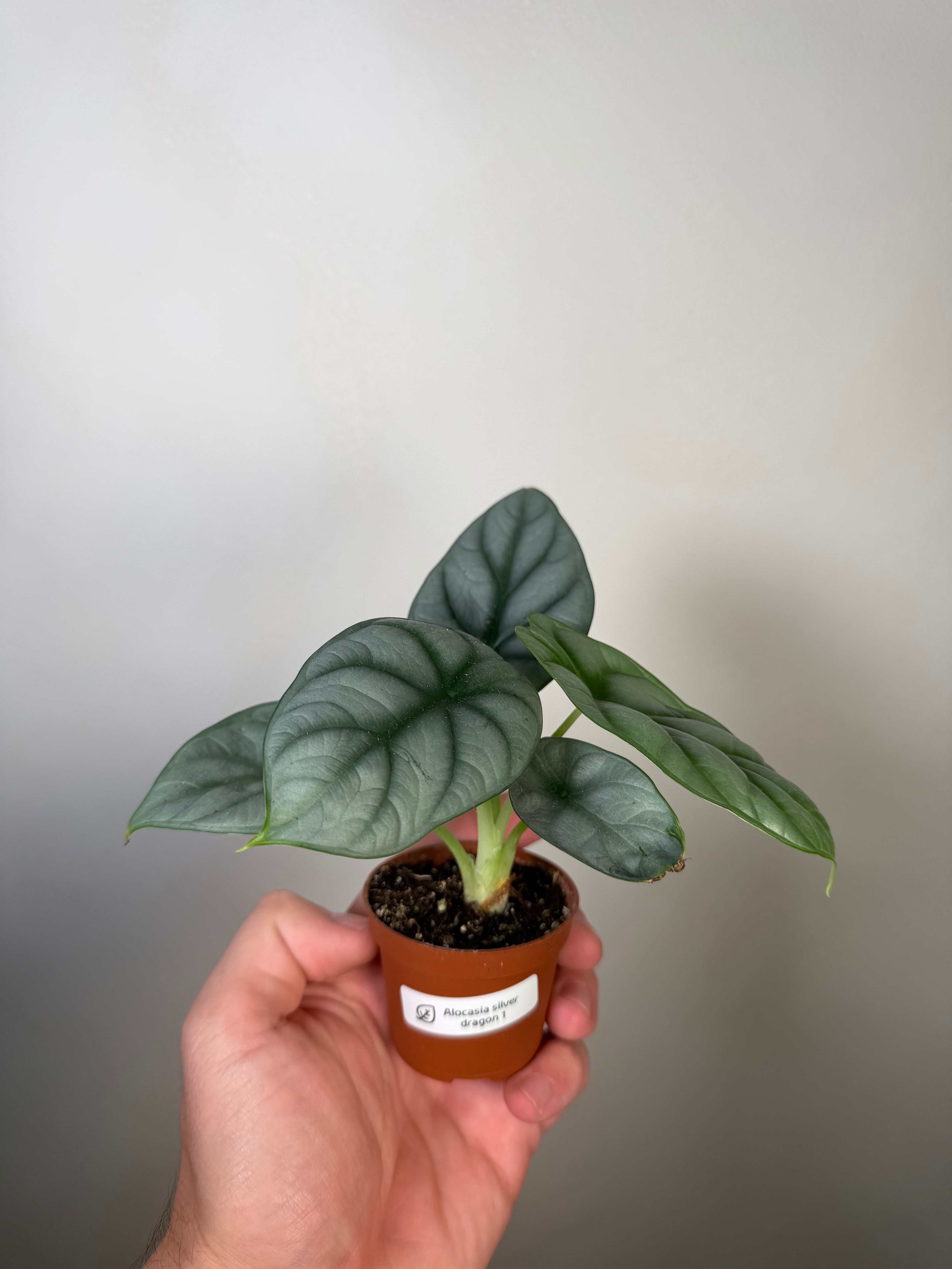 Alocasia Silver Dragon 1