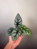 Alocasia Silver Dragon 1