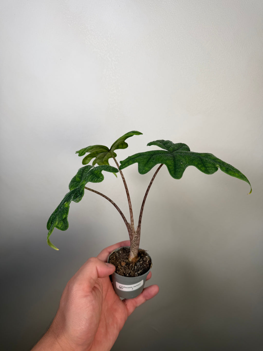 Alocasia Jacklyn 2