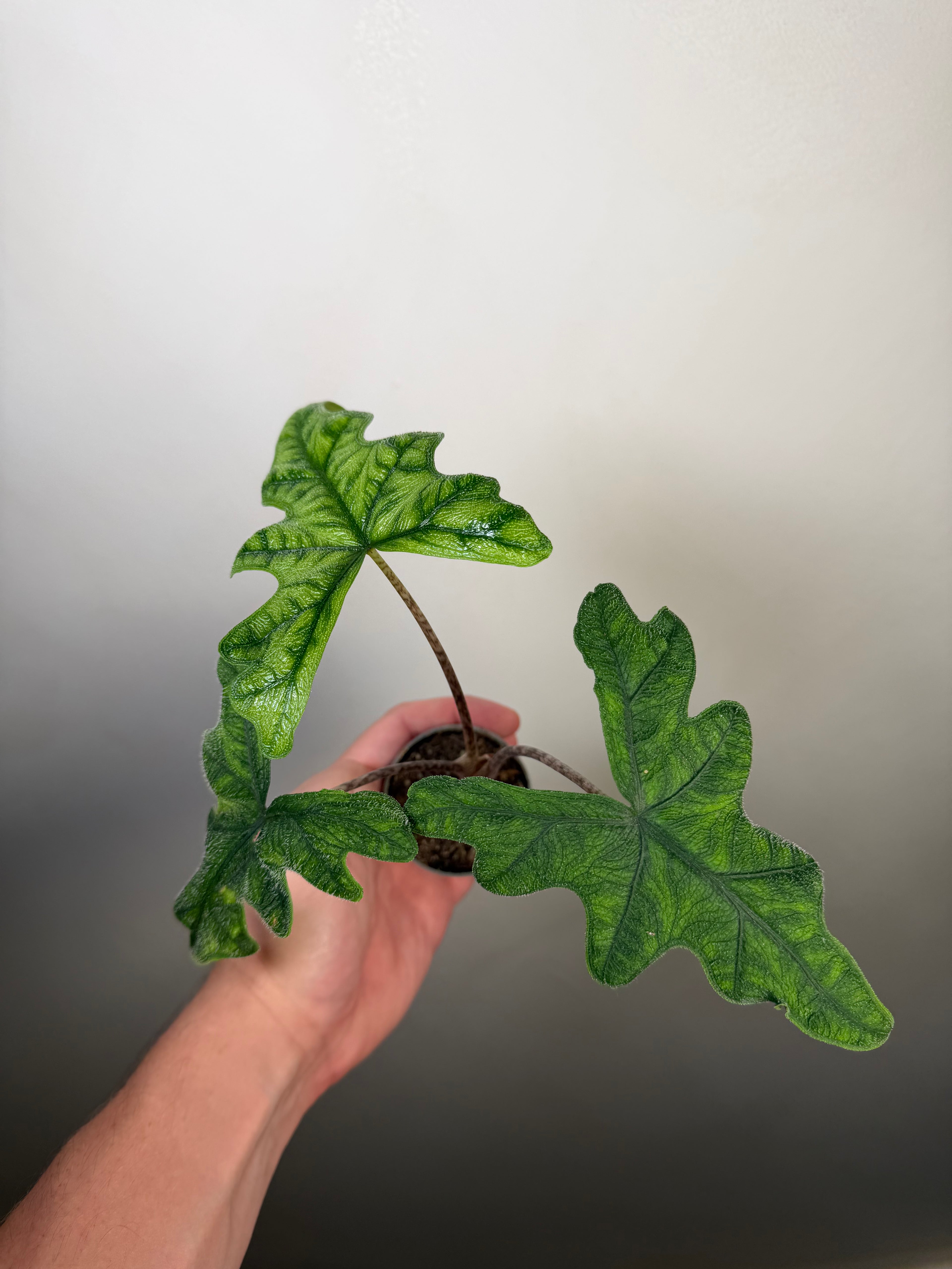 Alocasia Jacklyn 2