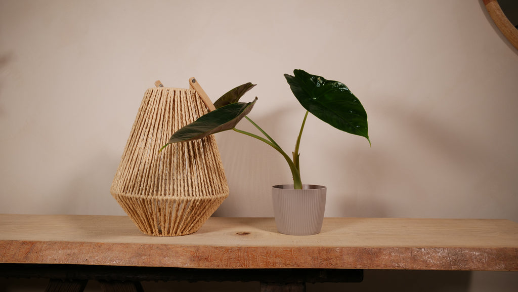 Cache-pot Torino taille S — Lamela