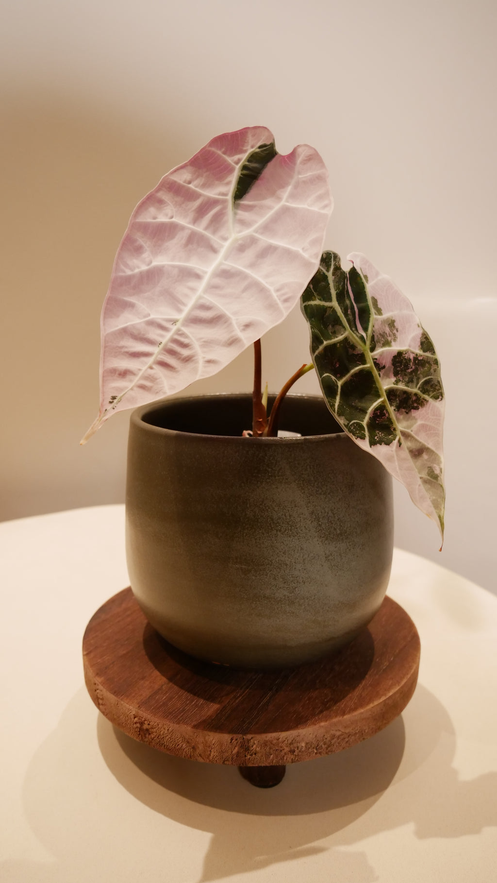 Plateau décoratif en bois