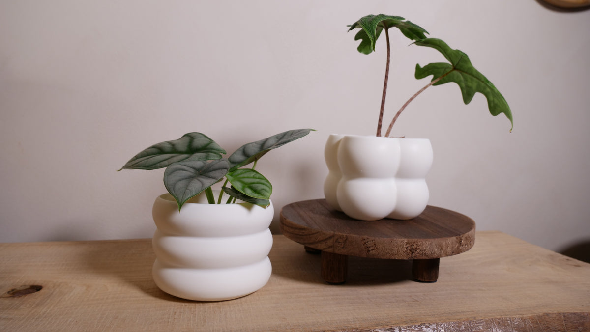 Caches-pots Bubble & Ring – Lot de 2