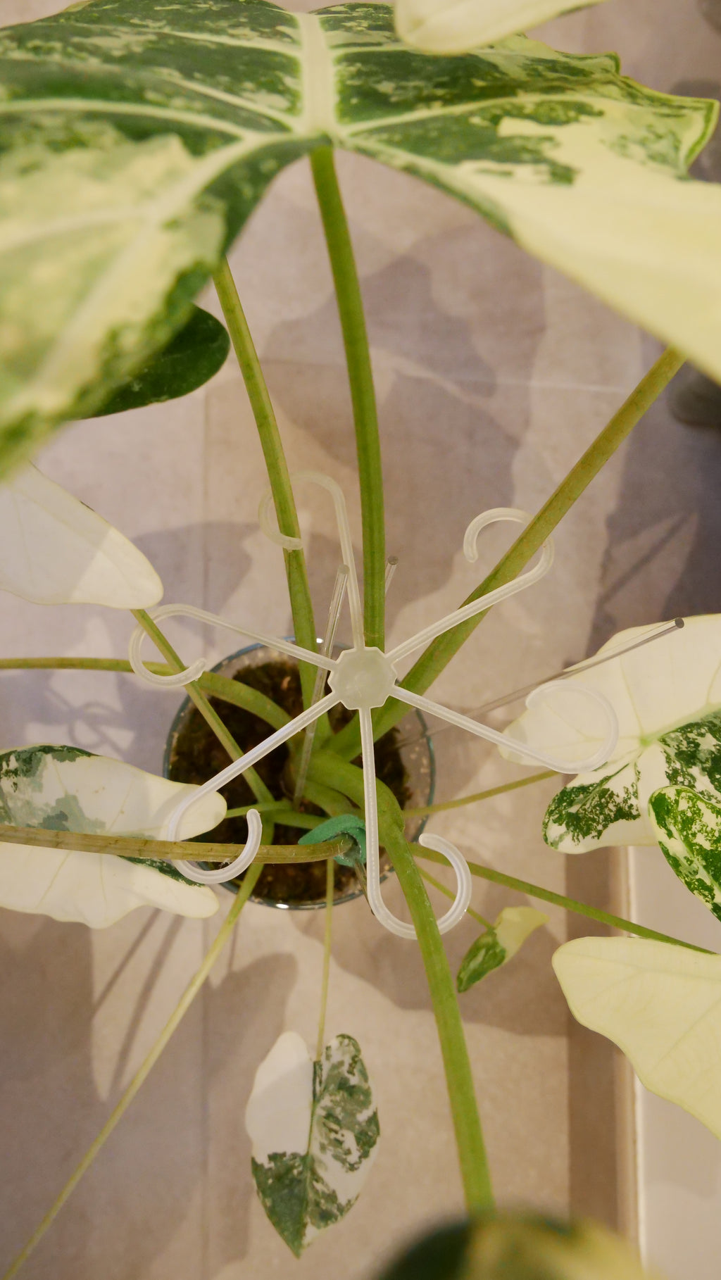 Tuteurs "étoile" pour plantes - Lot de 4