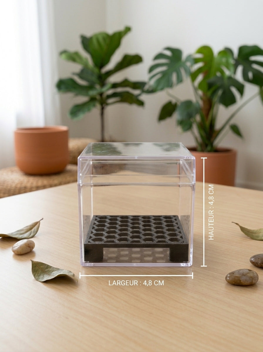 Cocons de germination pour bulbes d'Alocasia x5